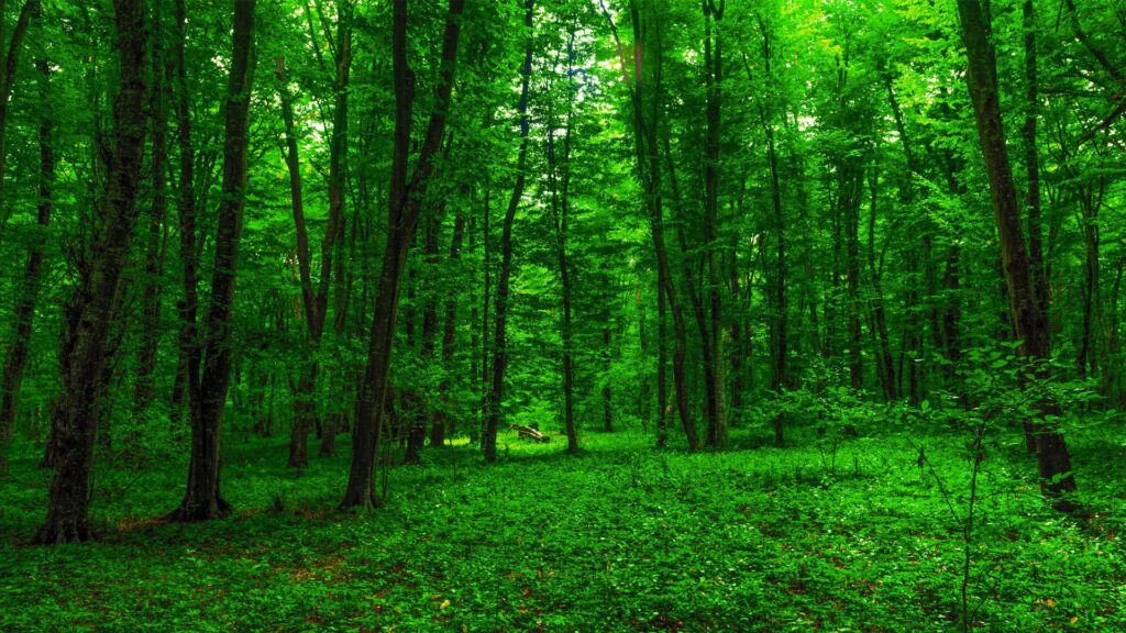 Green forest symbolizing evergreen content