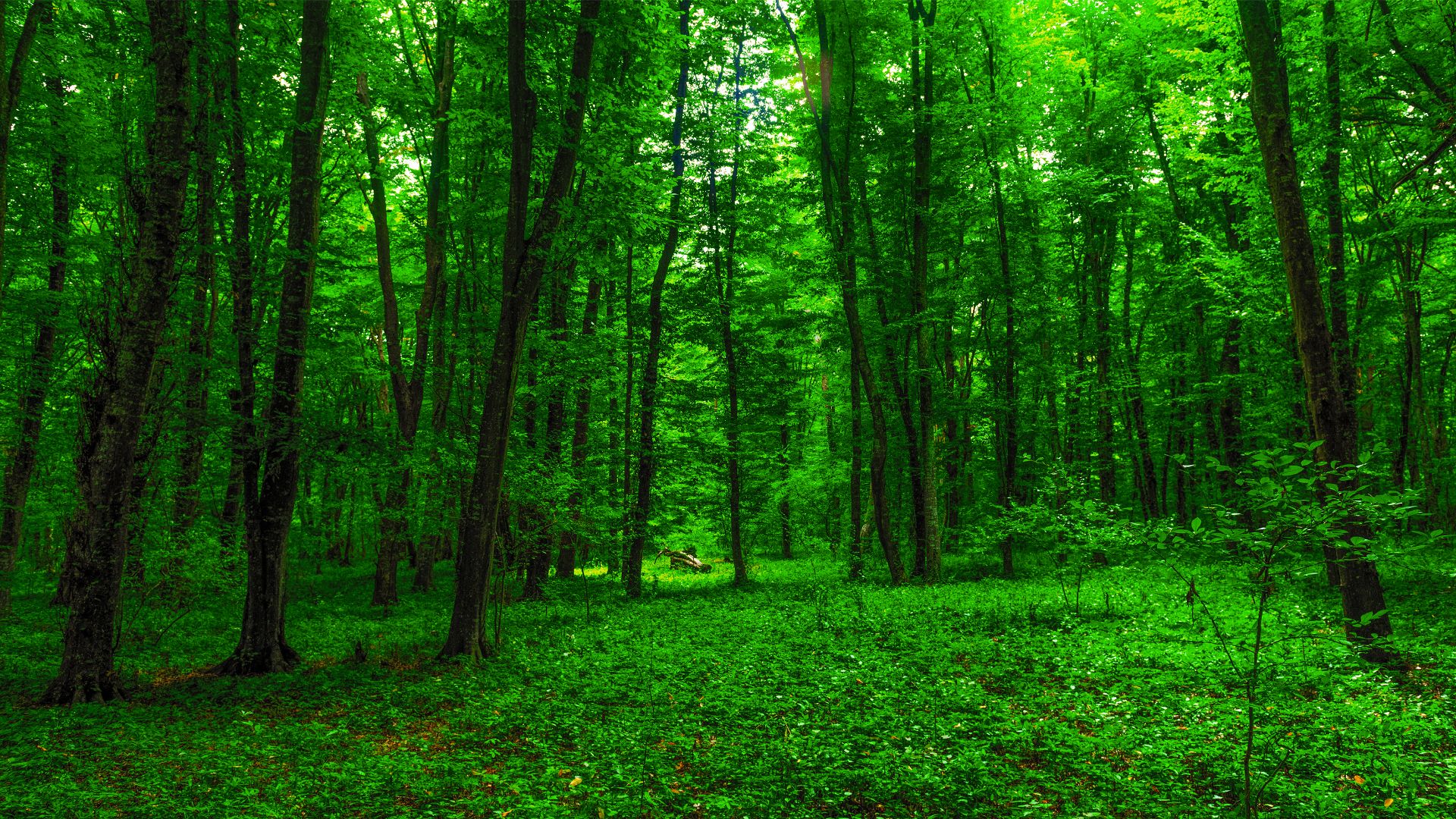 Green forest symbolizing evergreen content