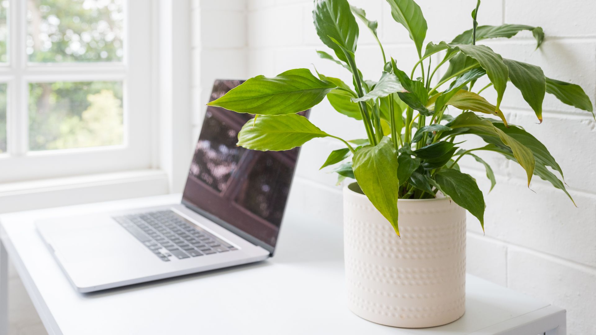 Laptop on desk next to green plant symbolizing repurposing content